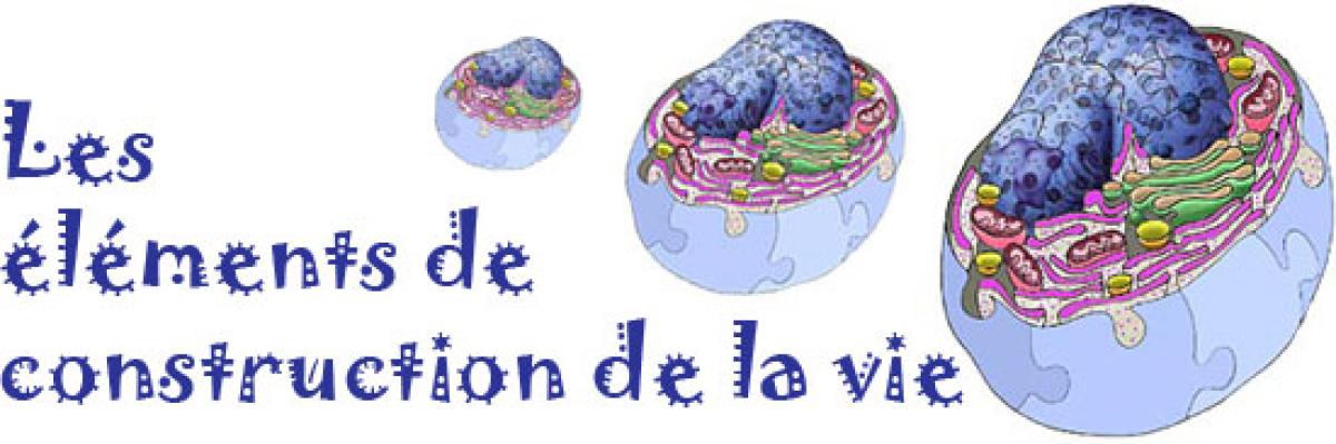 Les éléments de construction de la vie