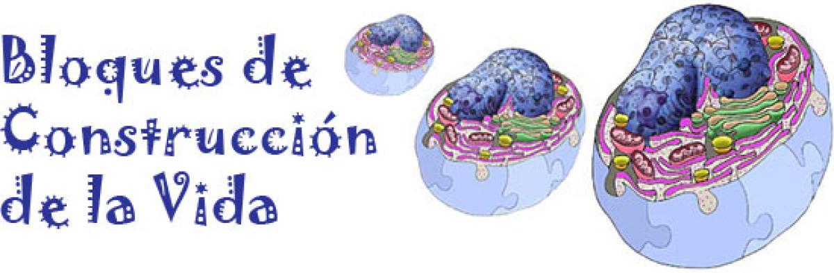 Bloques de Construcción de la Vida