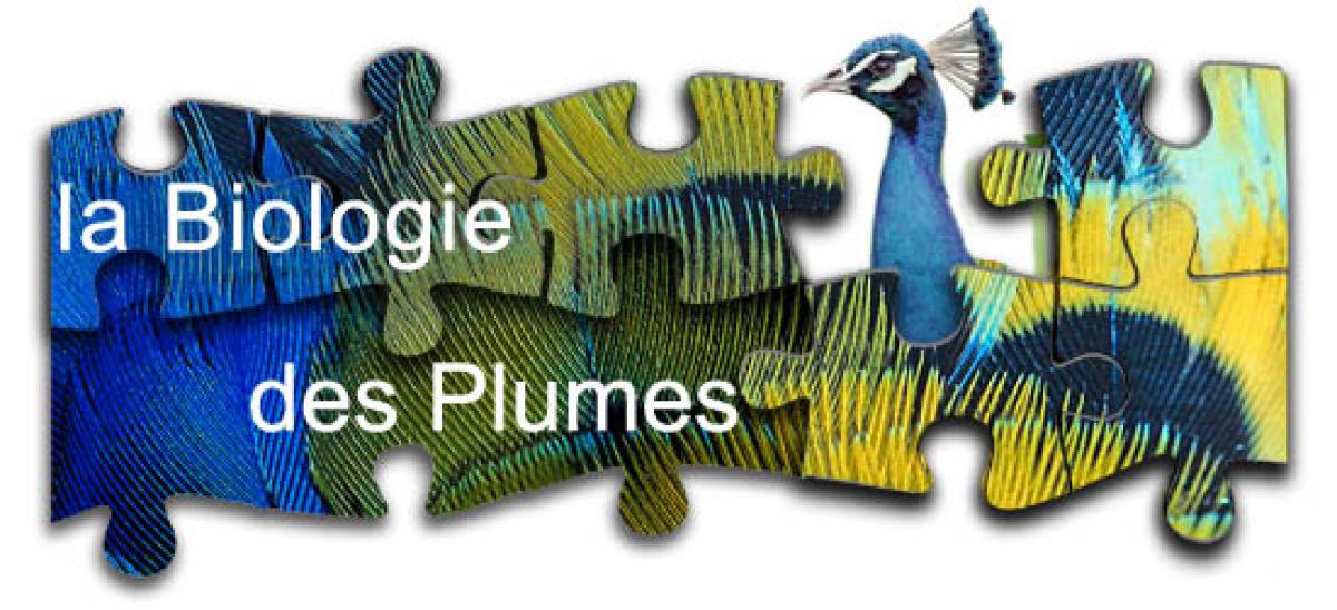 La biologie des plumes