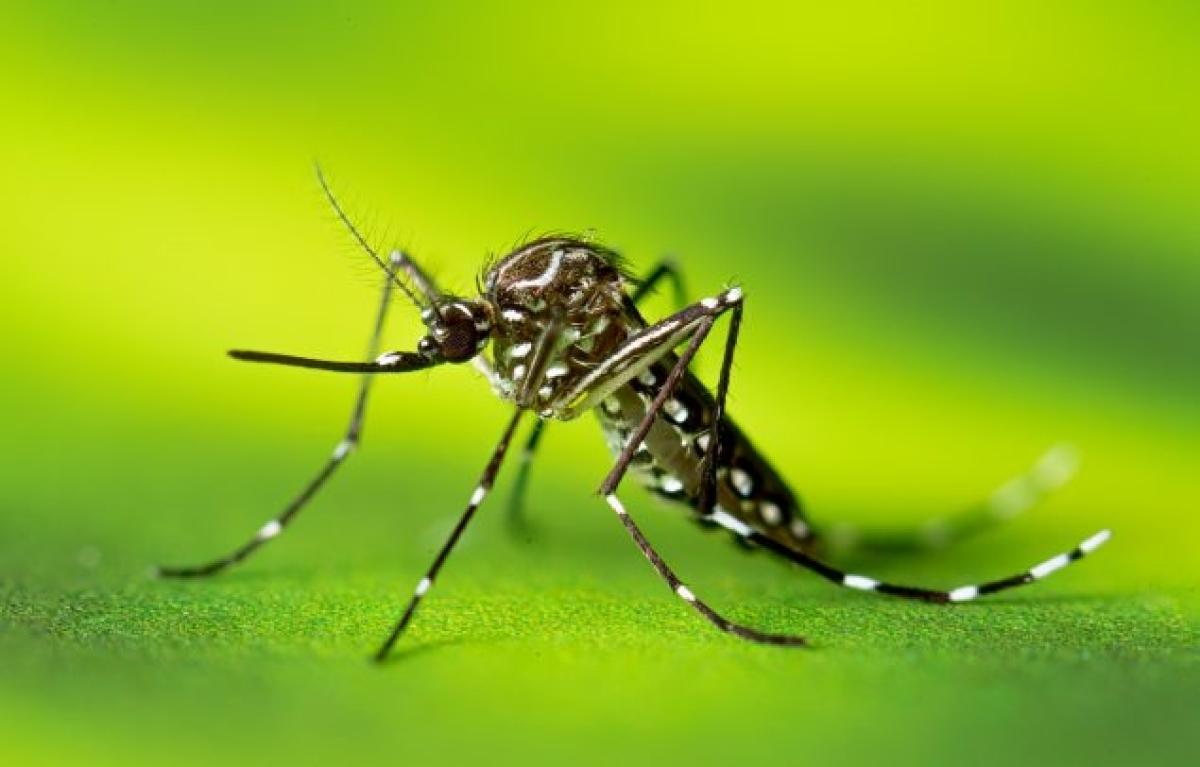 Un mosquito Aedes aegypti adulto