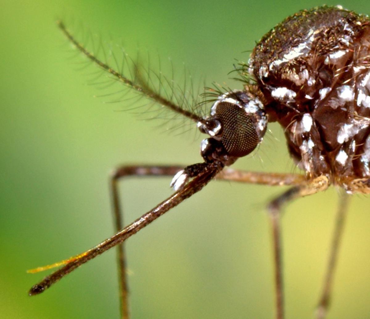 Imagem em close-up de uma fêmea de Aedes aegypti