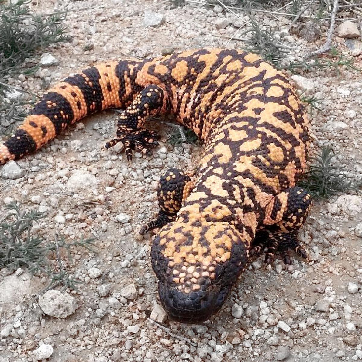Gila Monster
