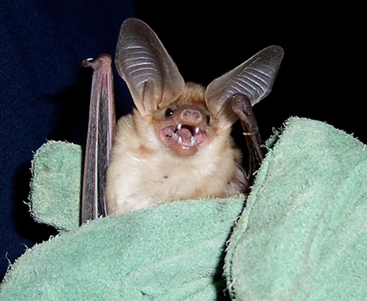 bats