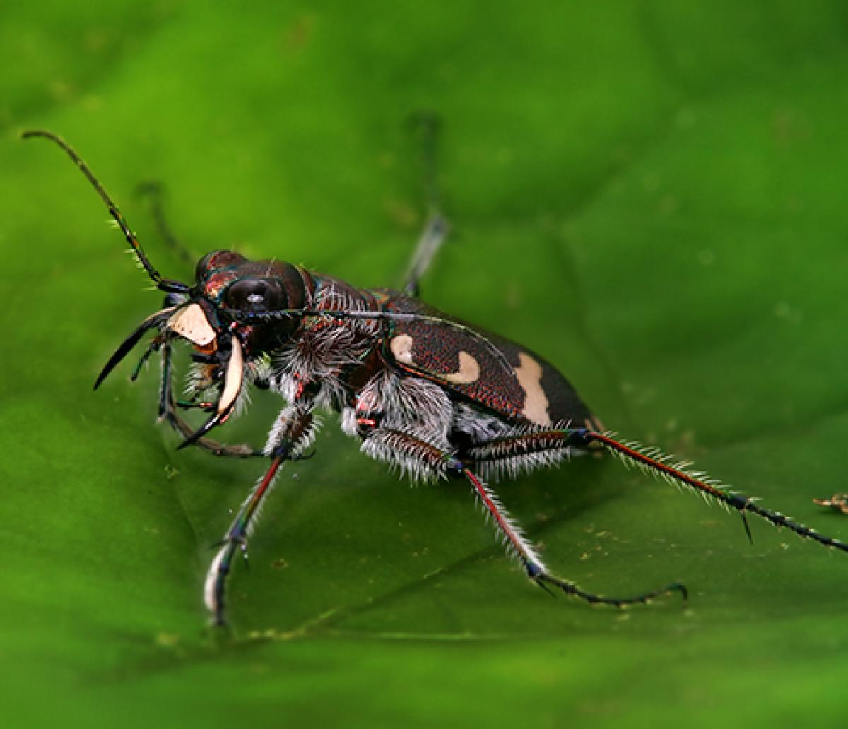 Скакун-межняк (Cicindela hybrida). Фото Ричарда Бэртца из Wikimedia Commons