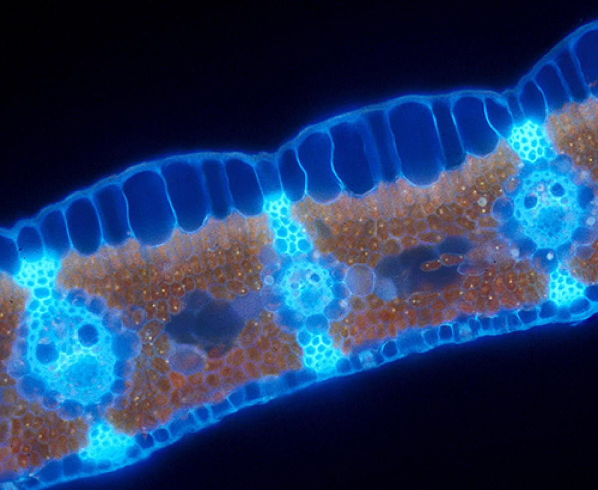 Cross section of an umbrella plant leaf