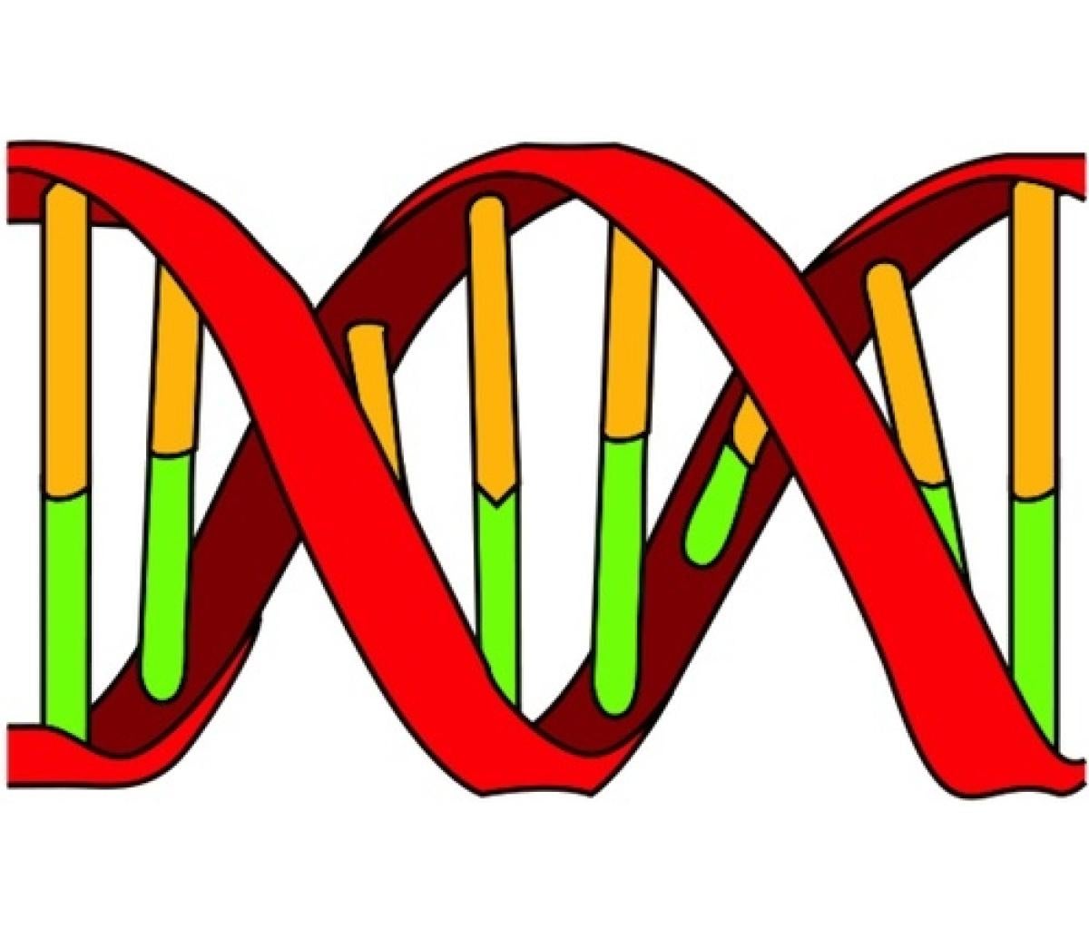 ADN