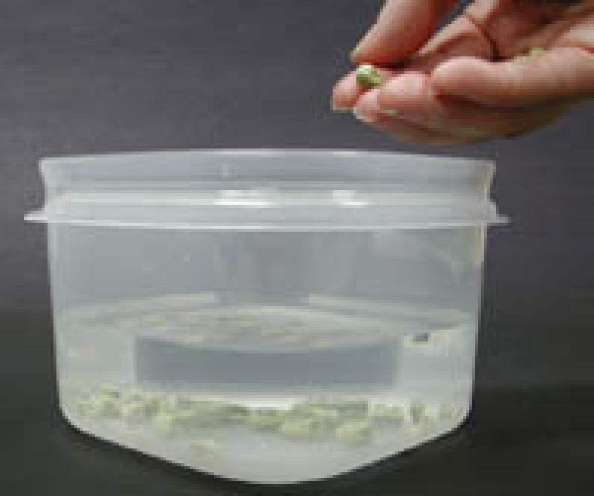 Tub of water with seeds inside