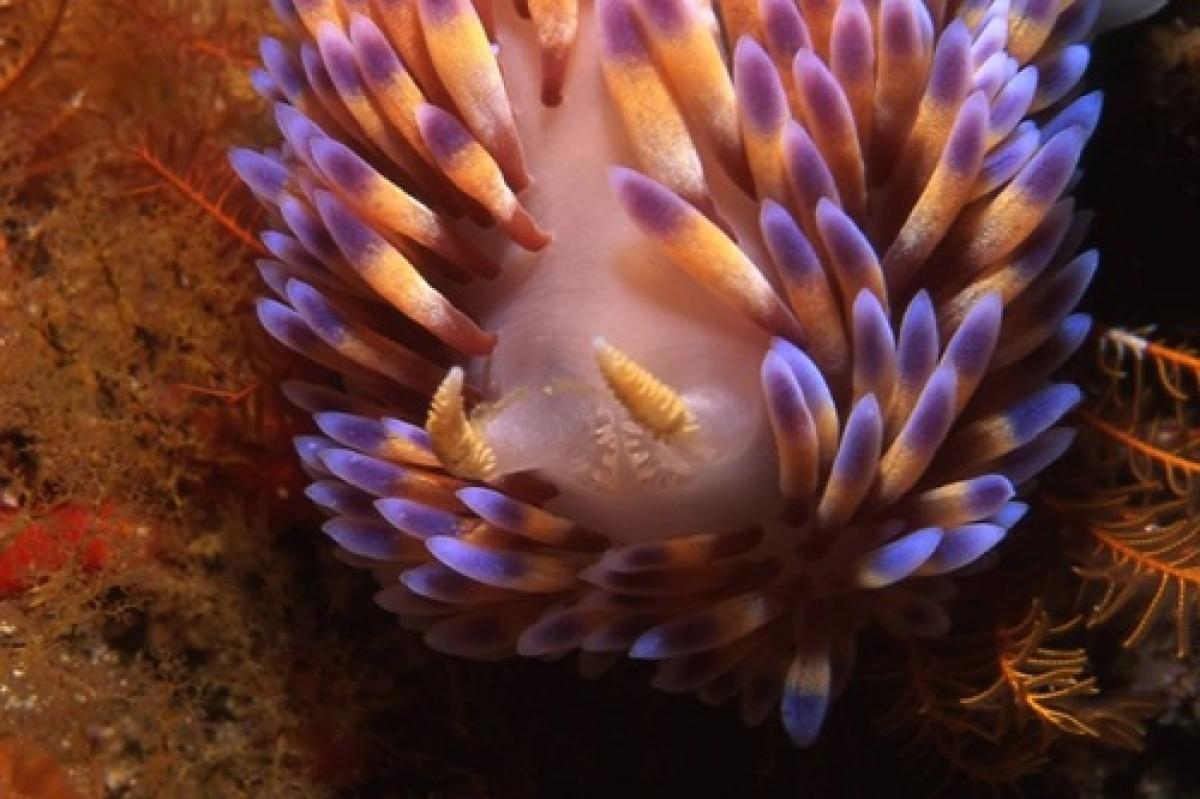 gasflame rhinophore