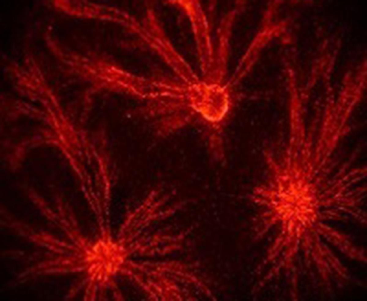 An aggregation of amoebas