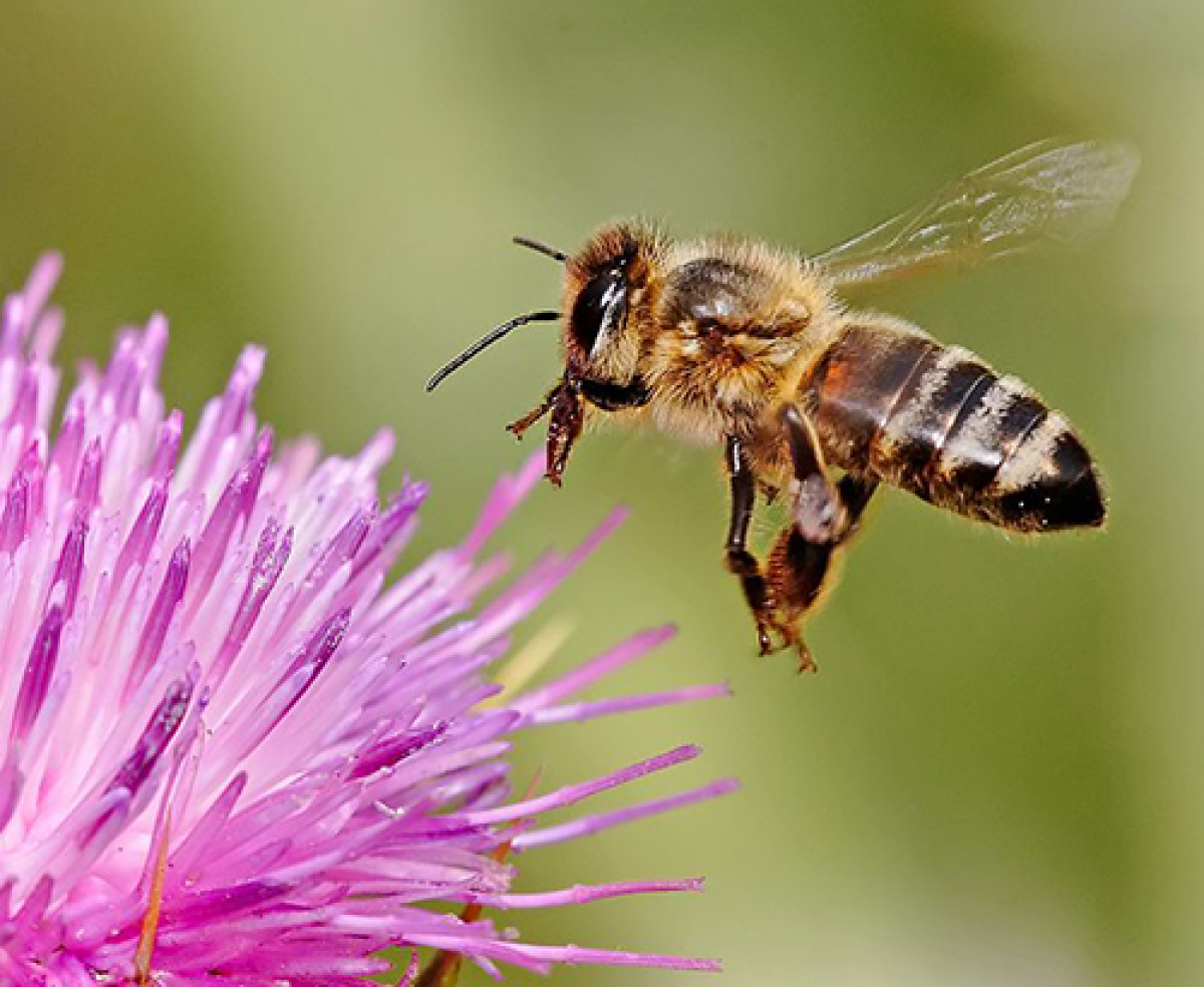 Honeybee