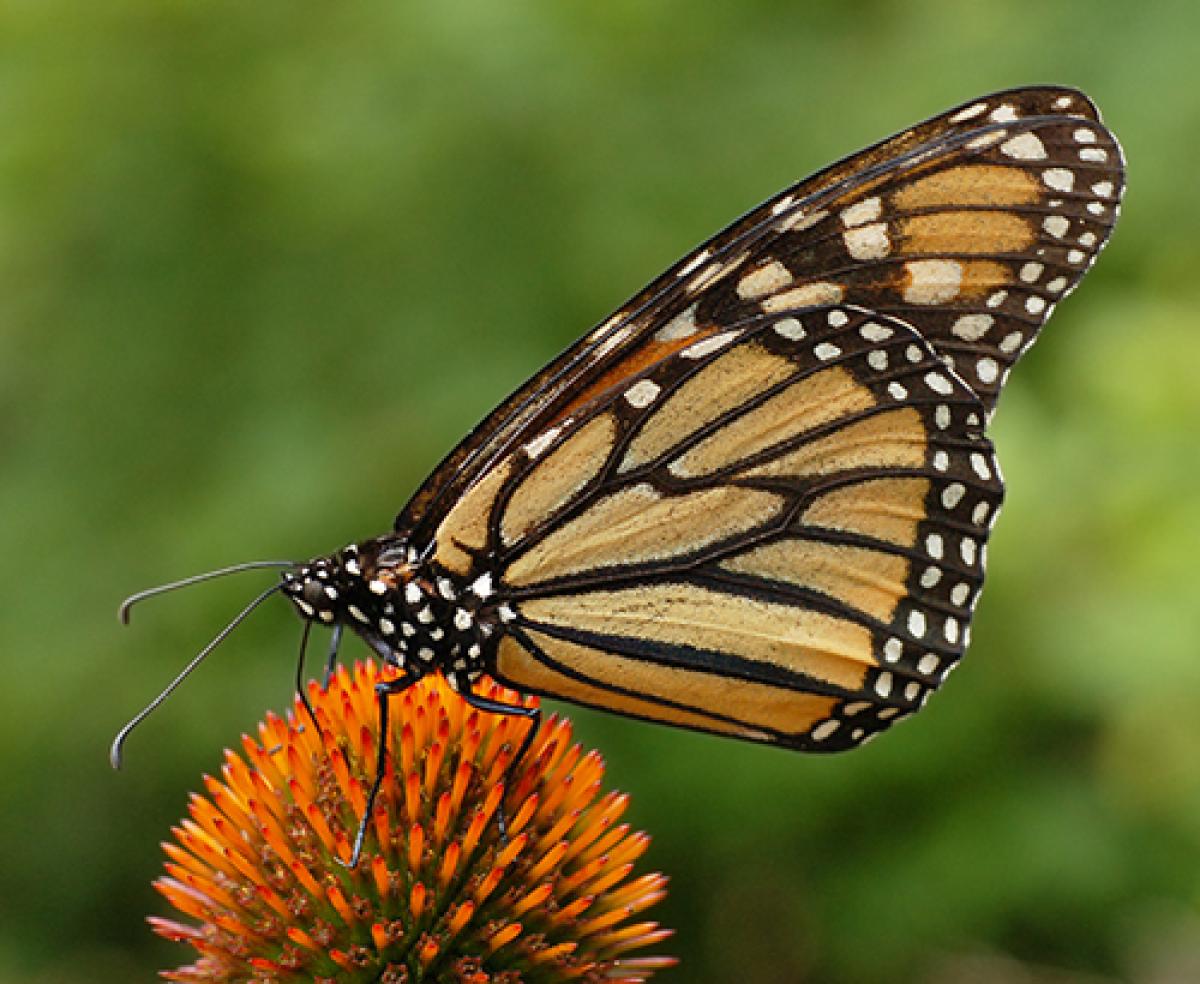 Monarch butterfly Danaus plexippus