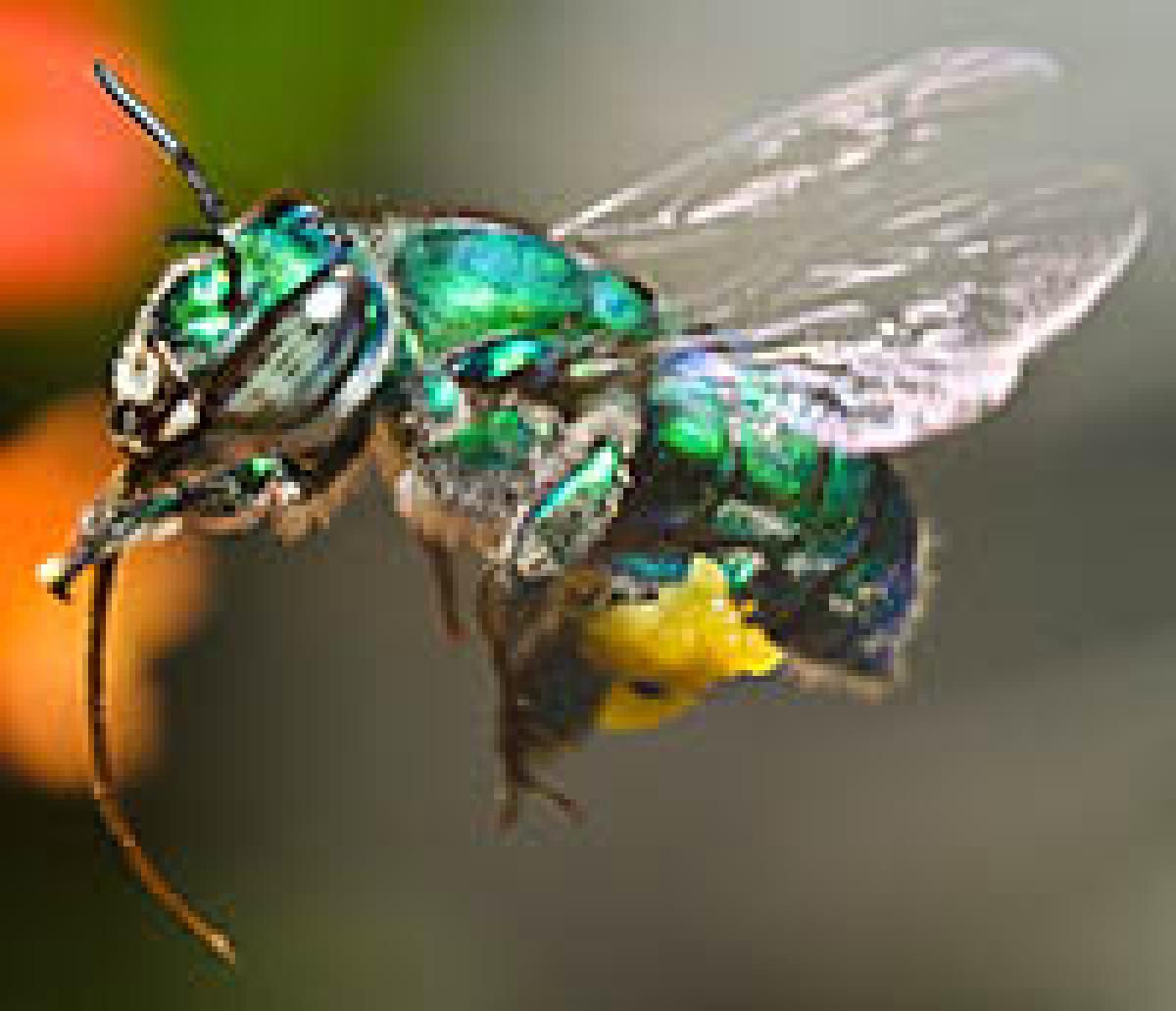 Orchid Bee Hovering