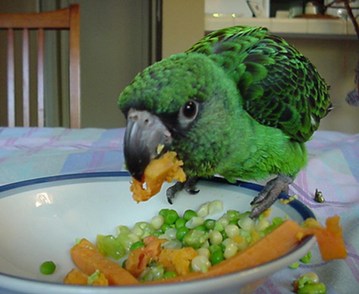 A juvenile parrot eating veggies