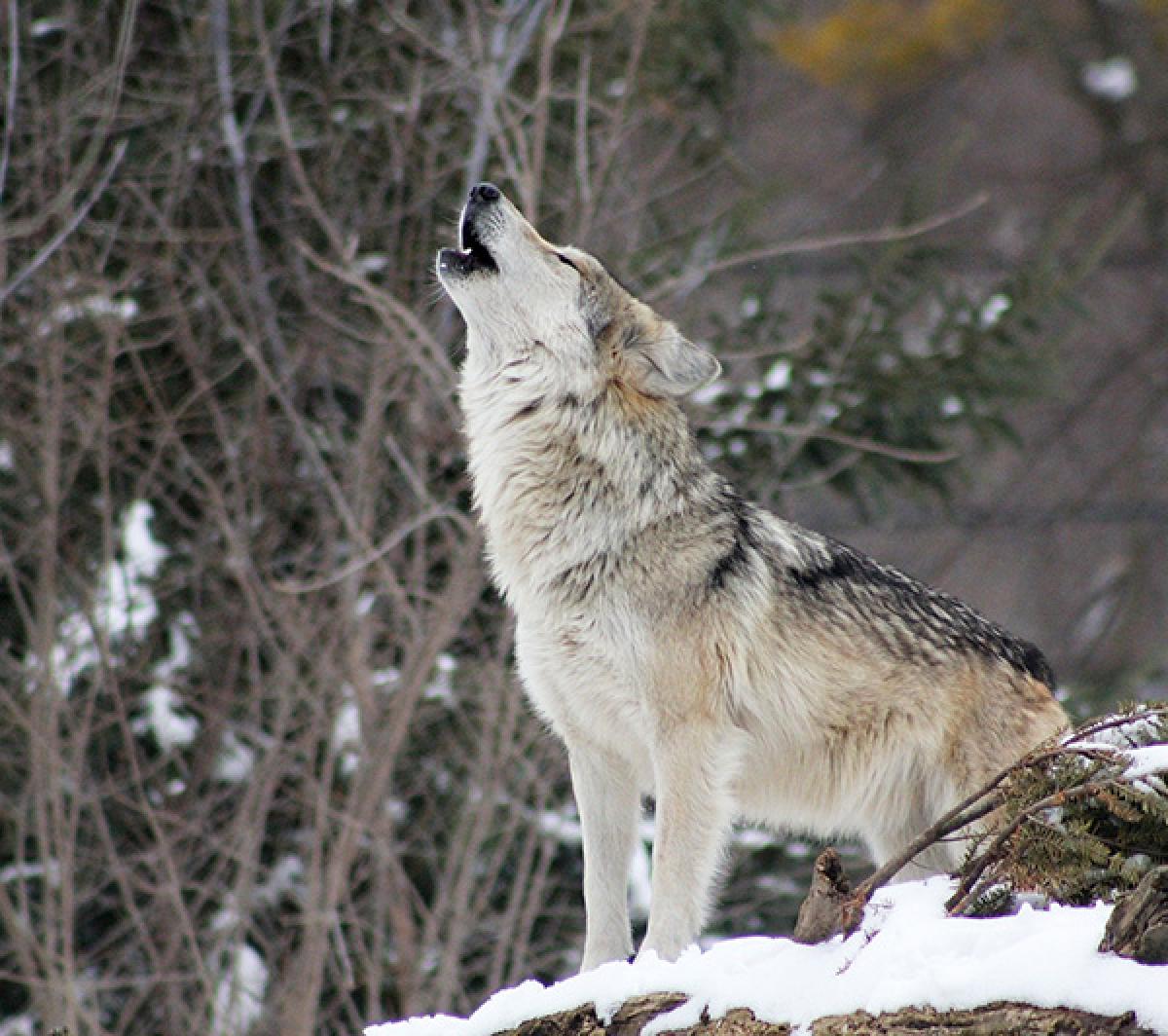Grey wolf howling in the woods.